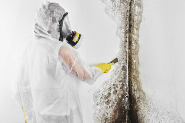 Best Environmental Consulting for Mold Prevention  in Southmayd, TX