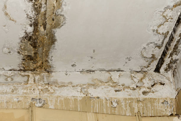 Why You Should Choose Our Mold Remediation Services in Southmayd, TX