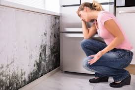 Best Emergency Mold Remediation  in Southmayd, TX